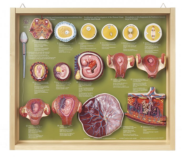 Fertilization and Development of the Human Ovum up to the 3rd Month Shown by 16 different models