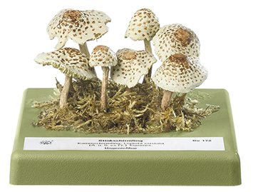 Lepiota cristata