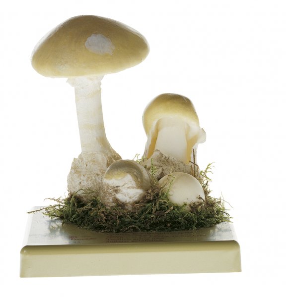 Amanita verdognola