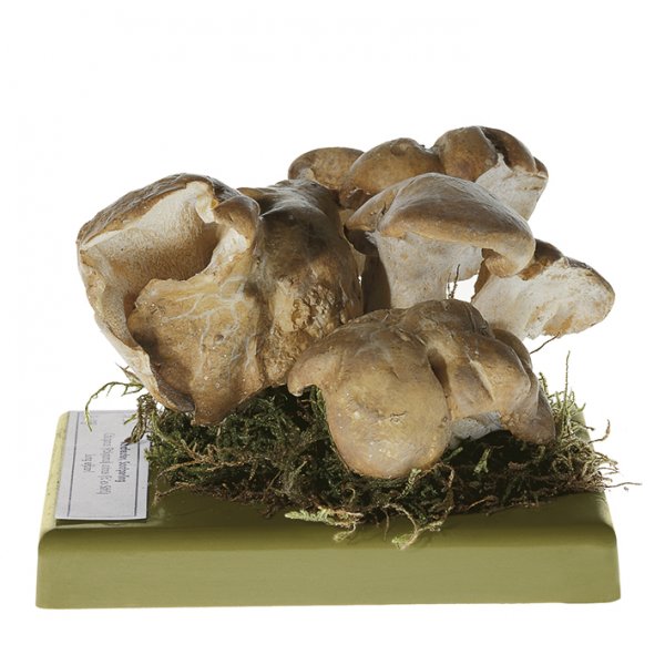 Polypore des brebis/ faux pied de mouton