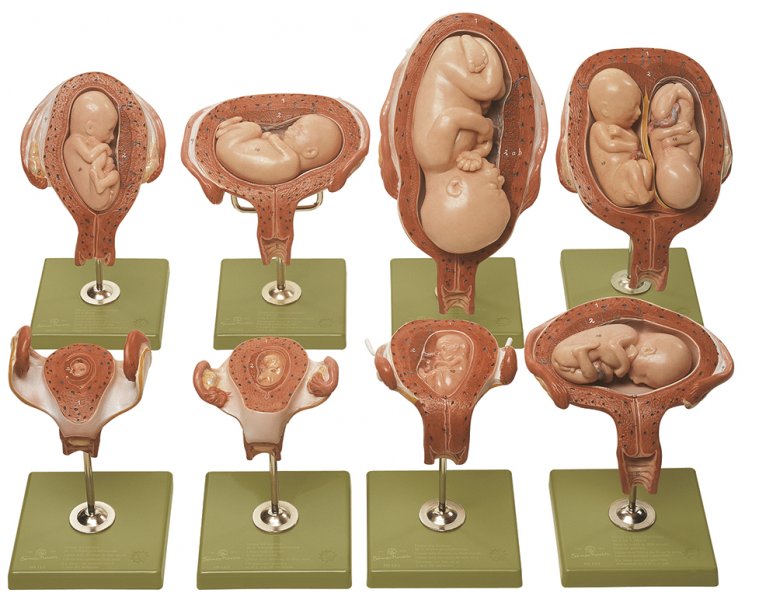 Series showing pregnancy