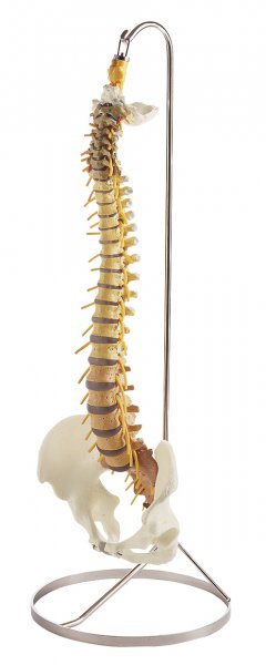 Columna vertebral con pelvis