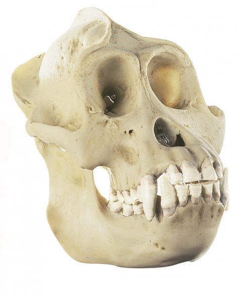 Cráneo de orangután