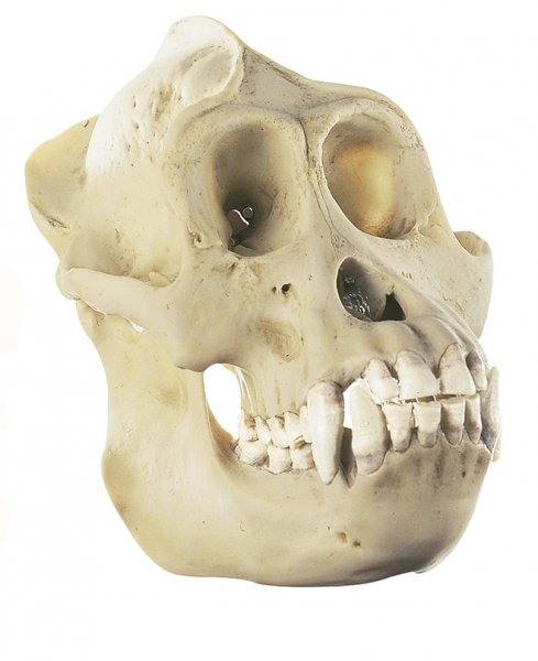 Orang Utan Skull