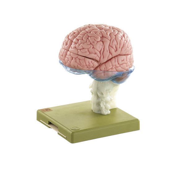 Model of Brain in 15 Parts