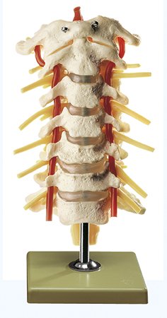 Columna vertebral cervical