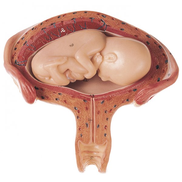 Útero con embrión en el 4.º al 5.º mes