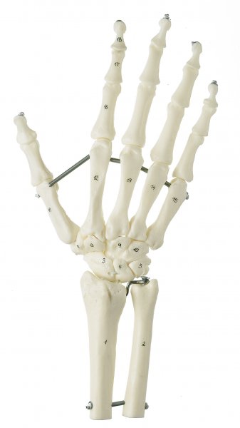 Squelette de la main avec insertion sur l’avant-bras, (montage sur fils élastiques)