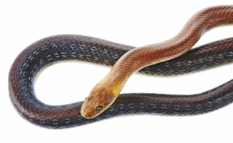 Aesculapian Snake