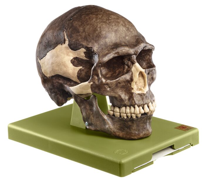 Crâne humain - Human Skull - Magazoo, l'Univers des Reptiles