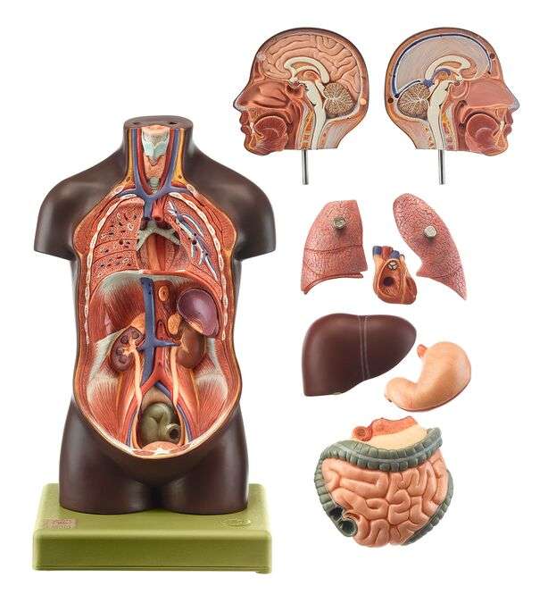 Small Torso of Young Man with Head (AS 20/5B) · Anatomy models