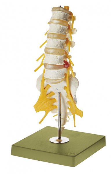 Lumbar Vertebral Column