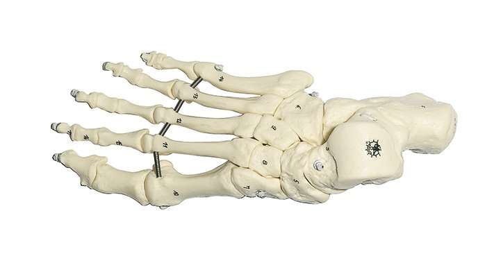 Squelette du pied (montage sur fils élastiques)