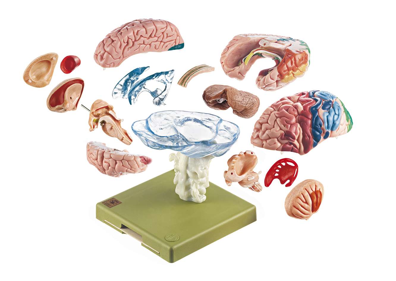 Model of Brain with Indicated Cytoarchitectural Areas (BS 25/1
