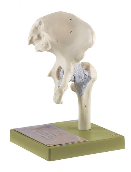 Hip Joint