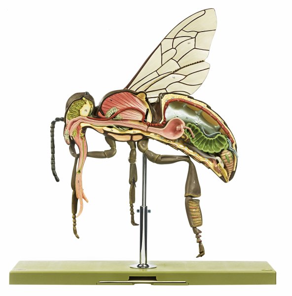 Modello di un’ape operaia