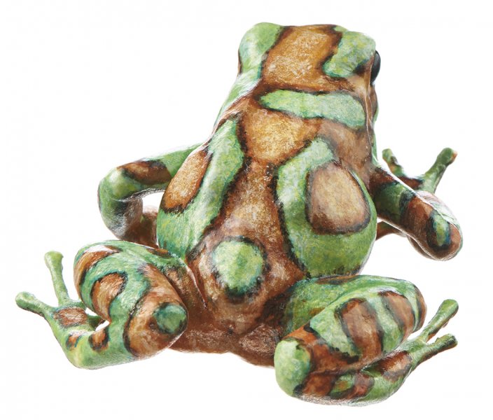 Dendrobate doré