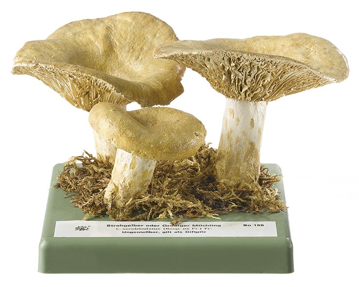 Lactarius scrobiculatus