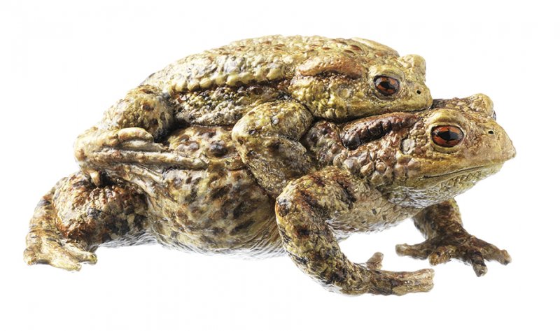 Crapaud commun, couple en amplexus