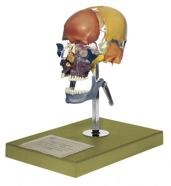 Cráneo artificial despiezado de un humano adulto