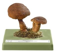 Boletus cavipes