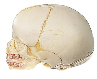 Modèle de crâne d’un nouveau né
