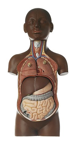 Jünglingskleintorso mit Kopf