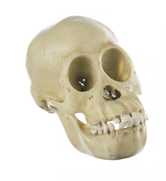 Cráneo de chimpancé, joven