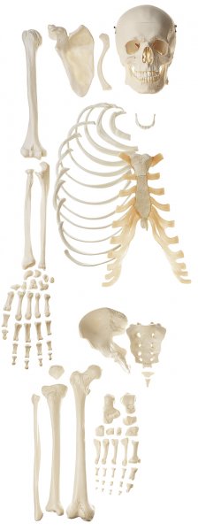 Moitié de squelette humain en pièces détachées
