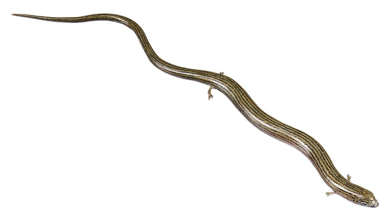 Chalcides striatus