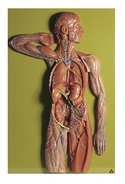 Lymphgefässsystem