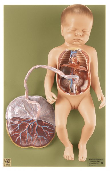 Circulation artério-veineuse fœtale