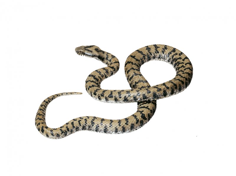 Vipera a. aspis