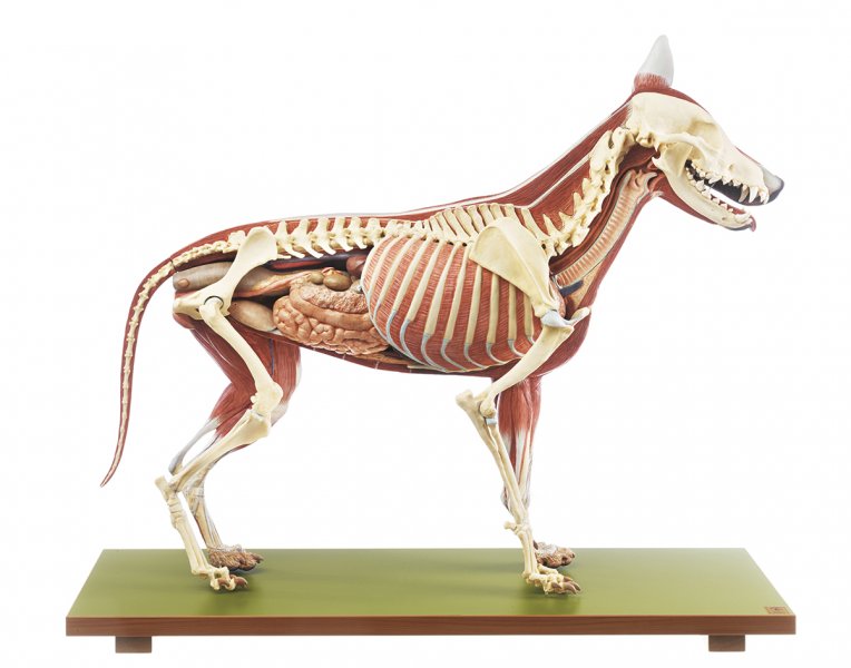 Model of a Female German Shepherd Dog