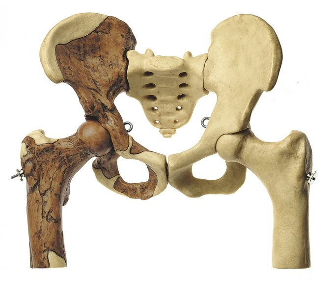 Ricostruzione del bacino di Australopithecus africanus