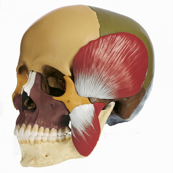 Modelo de cráneo de 18 piezas con musculatura masticatoria