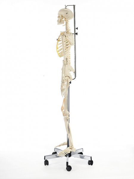Esqueleto humano artificial