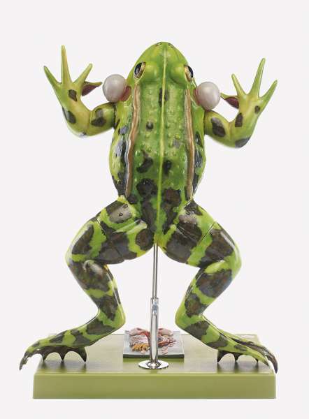 Edible Frog (ZoS 100/1) · Zoology models | SOMSO®