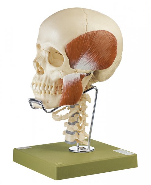 Modelo de cráneo de 14 piezas con musculatura masticatoria, columna vertebral cervical y hueso hioides