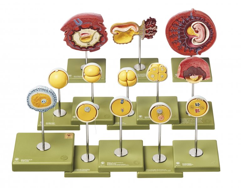 Human Development up to the Embryo at the End of the 1st Month Shown by 13 models