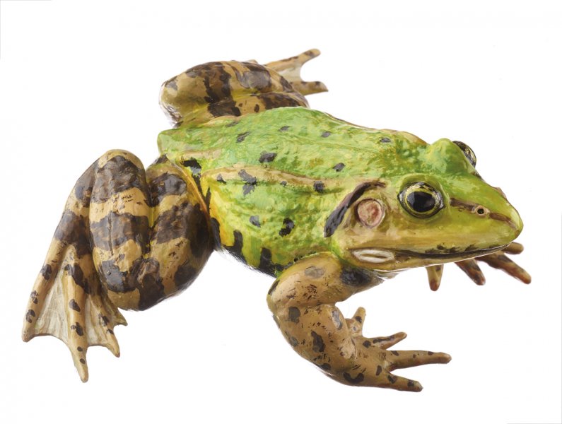 Pool Frog