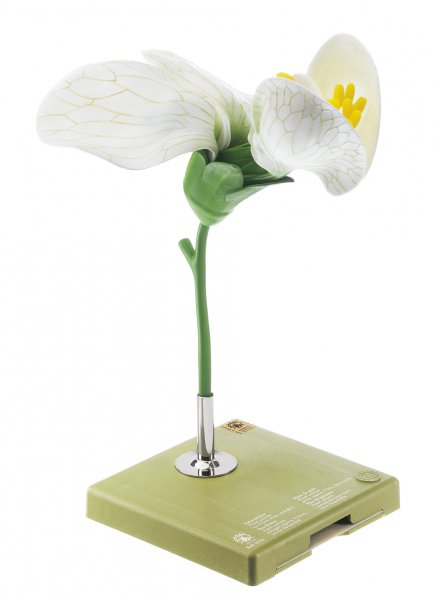 Fleur de pois cultivé