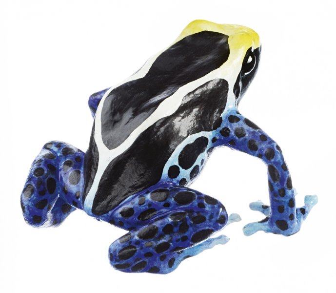 Dyeing Poison Dart Frog