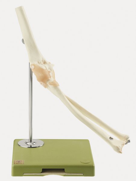 Functional Model of the Elbow Joint