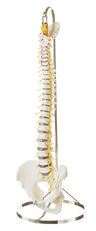 Vertebral Column with Pelvis