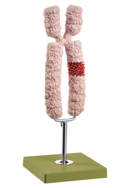 Chromosome Model