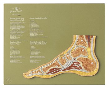 Coupe de l’articulation d’un «pied normal»