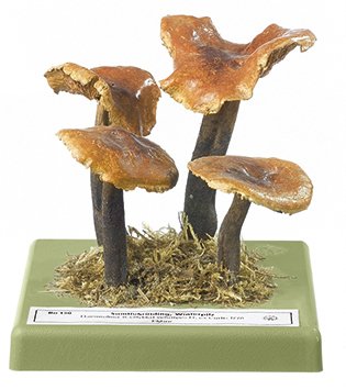 Velvet Shank Mushroom