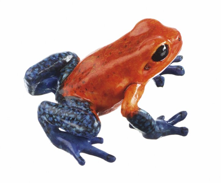 Strawberry Poison Dart Frog