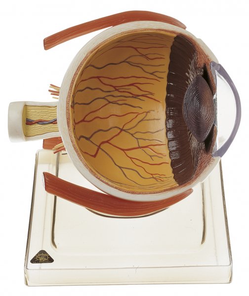 Right Half of the Human Eye on a Base